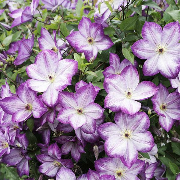 Клематис Перниль: особенности, характеристики, выращивание, отзывы - садовые цветы